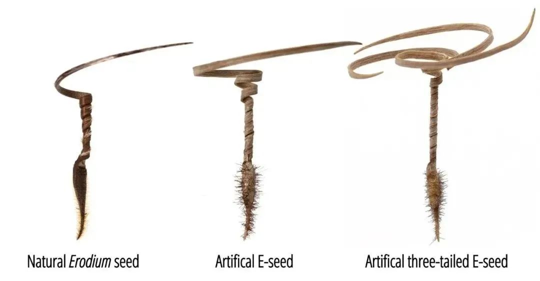 四校合作！Nature封面：会钻地的木材机器人，空投人造种子，助力智慧播种！(图3)